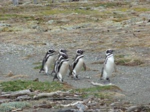 penguin parade
