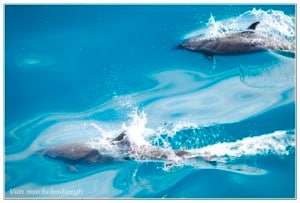 _dolphins