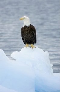 Bald Eagle on Glacier Ice