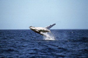humpback